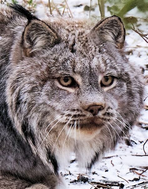 "Lynx Eyes" by Yukondick | Redbubble