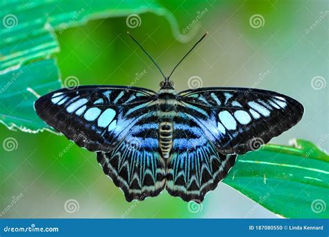 Close Up Malaysian Blue Clipper Butterfly Parthenos Sylvia Stock Photo ...