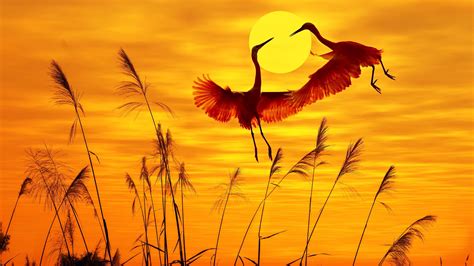 #Cranes in the #sunset #wallpaper. Today's best uploaded #image. # ...