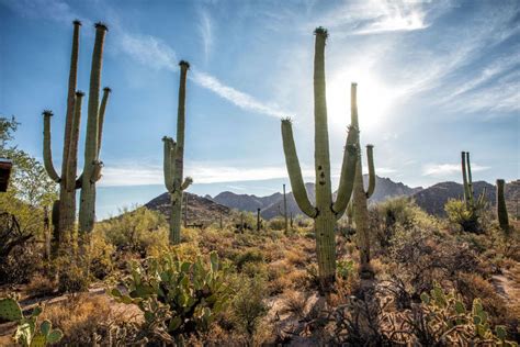 8 Amazing Things to Do in Saguaro National Park – Earth Trekkers