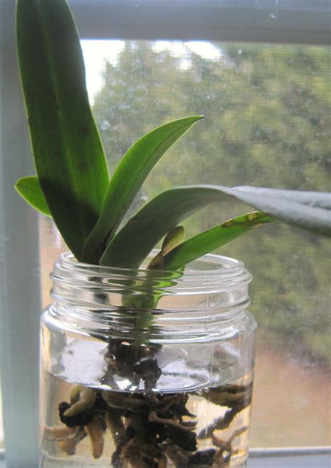 Orchid water culture experiment #1. Could anyone... - SunBadger