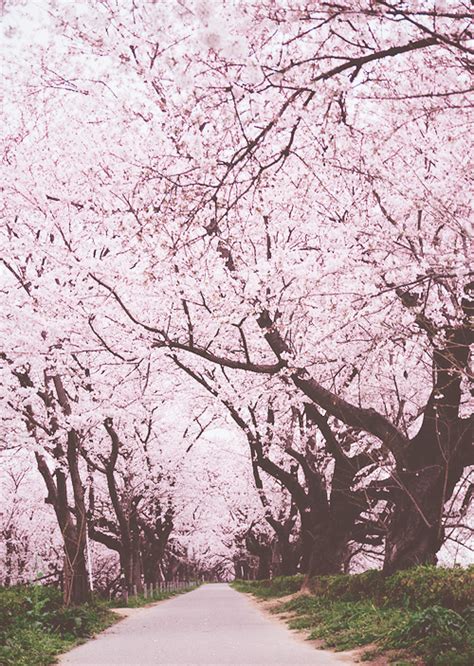 Sakura Forest