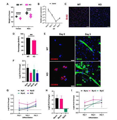 Atoh8 regulates myoblast proliferation and differentiation. (A)... | Download Scientific Diagram