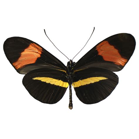 Heliconius melpomene - BioQuipBugs