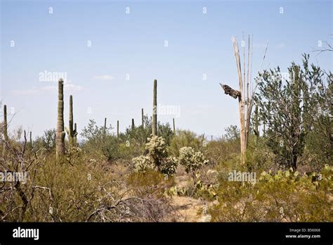 Saguaro National Park Arizona USA Stock Photo - Alamy