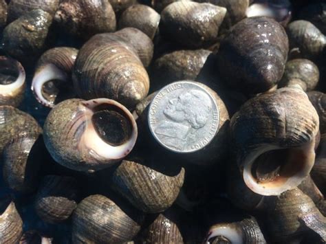 Common Periwinkle Snail (Littorina littorea) | Gulf Of Maine, Inc.