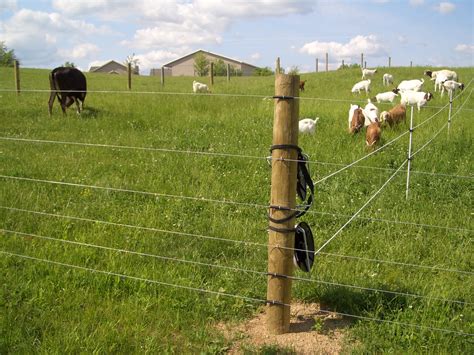 Managing Multi-Species Grazing | On Pasture