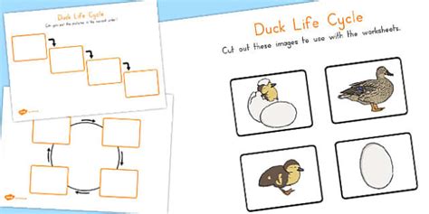 Duck Life Cycle Worksheets (Teacher-Made) - Twinkl