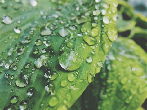 Premium Photo | Water droplets on leaves