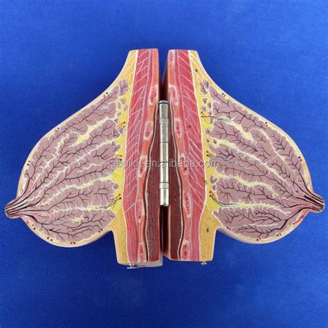 Mammary Gland In Lactation Period Anatomical Teaching Breast Model - Buy Female Breast Model ...