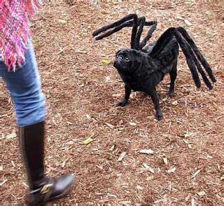 Funny Costumes Ideas: Funny Costume ideas - funny dog Black spider costume