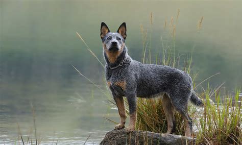 Australian Cattle Dog vs Blue Heeler: What are the Differences? - A-Z ...