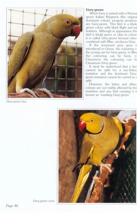 A Guide to Asiatic Parrots: Their Mutations, Care & Breeding | NHBS ...