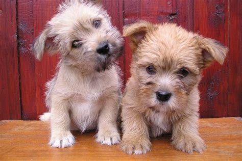 Cairn Terrier Mix Puppies For Sale | PETSIDI