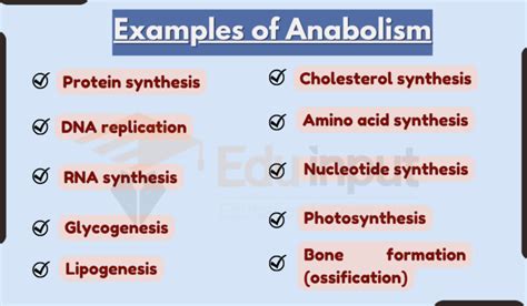 10 Examples of Anabolism