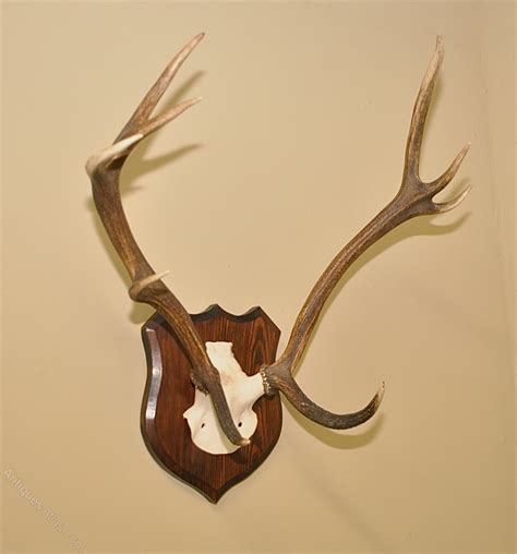 Antiques Atlas - Exmoor Red Deer Antlers