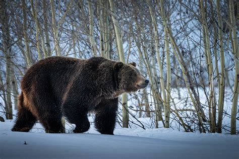 Wildlife - Grand Teton National Park (U.S. National Park Service)