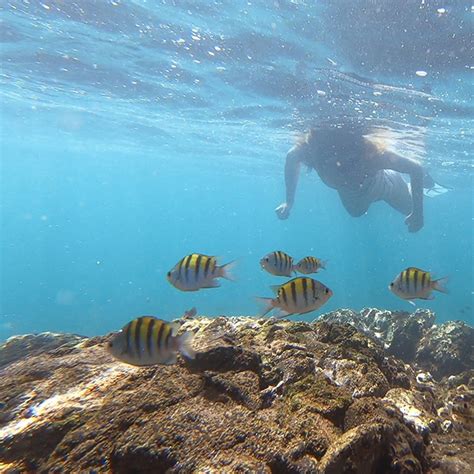 Snorkeling tours near Playa Flamingo