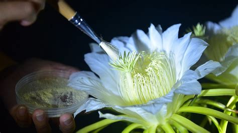 Dragon fruit flowers blooming at night in SW China - CGTN