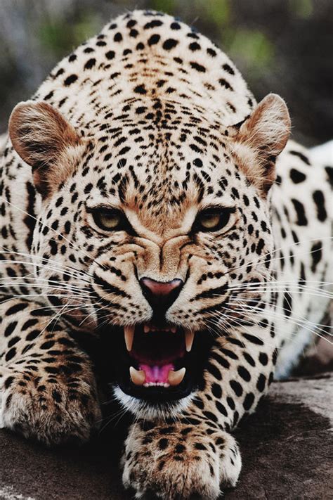 Roaring Leopard Pictures, Photos, and Images for Facebook, Tumblr ...