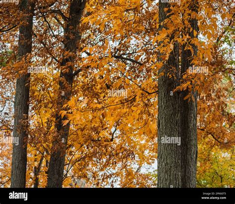 Fall foliage in Connecticut Stock Photo - Alamy