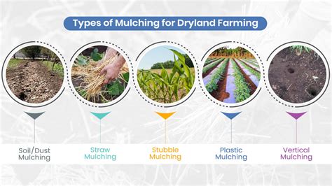 What is Dryland Farming in India? Top Methods to Increase Water Absorption