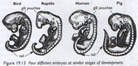 Comparative Embryology - Evidence for Evolution