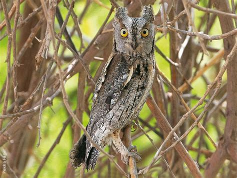 Eurasian Scops Owl | KuwaitBirds.org