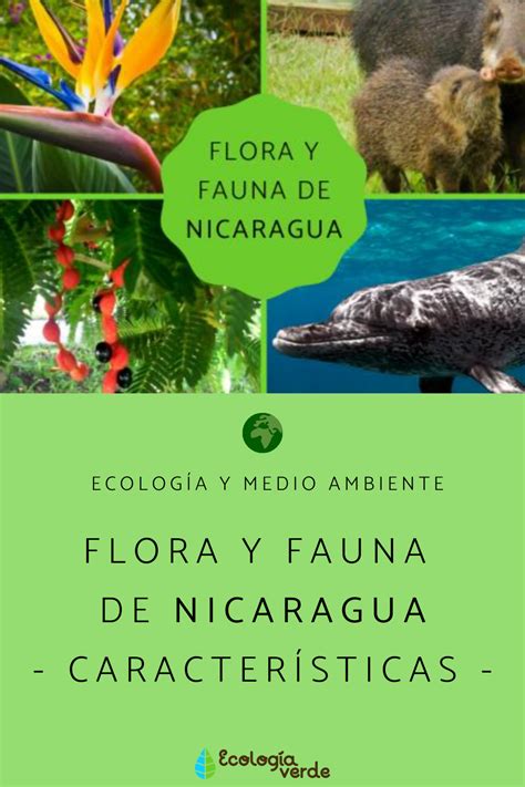 Flora y fauna de Nicaragua - CARACTERÍSTICAS y EJEMPLOS | Nicaragua ...