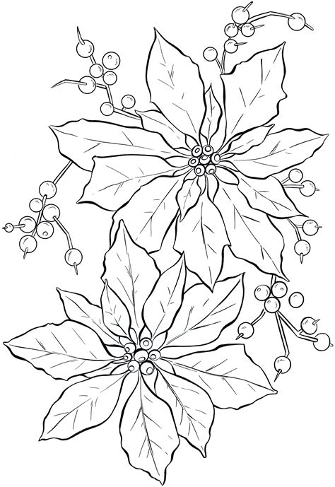 Free Printable Poinsettia Coloring Pages For Kids