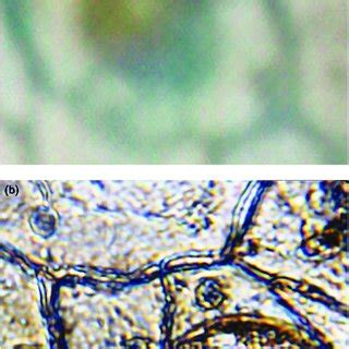 Robert Brown named the cell nucleus during studies of orchid tissue ...