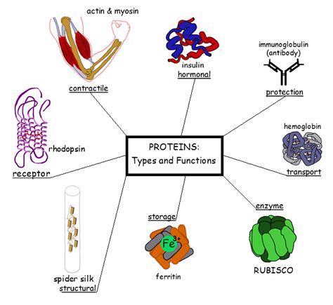 Macromolecules Examples