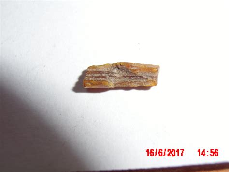 Amber? - Fossil ID - The Fossil Forum