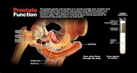 Prostate Function - StoryMD