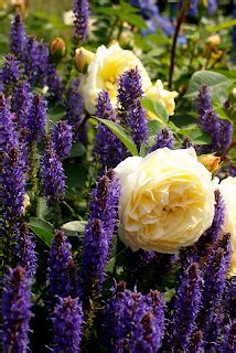 Stroud Is All Over the Place: Scenes From The Zweibrücken Rose Garden