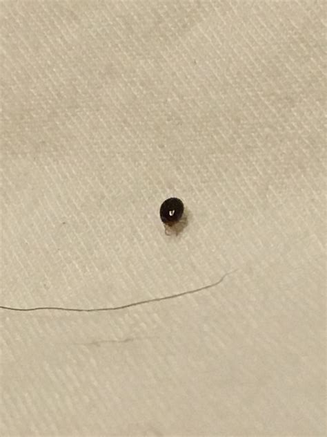 Tiny black bugs on bed : whatsthisbug