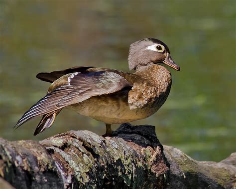 Female Wood Duck Perched Photograph by Morris Finkelstein - Fine Art America