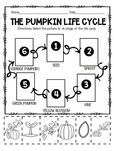 THE GREAT PUMPKIN PROJECT- Pumpkin Life Cycle Observation Journal