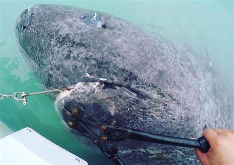 Oldest Shark in the World - 512 Year Old Greenland Shark