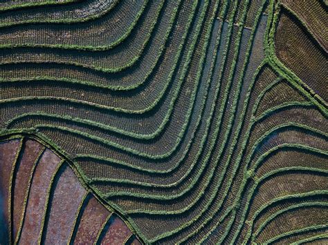 Aerial View Of The Rice Fields Photograph by Cavan Images | Fine Art ...