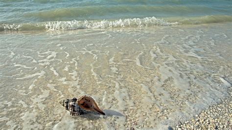 The Search for Sanibel Island Shells - Two Traveling Texans