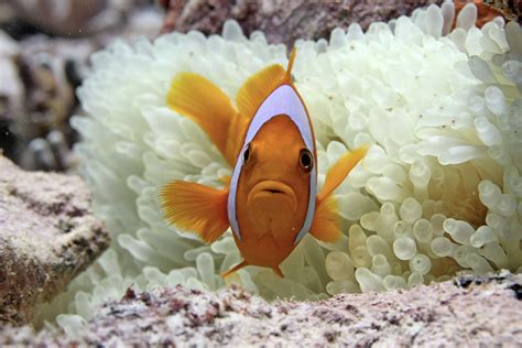 Chagos Archipelago the Last Frontier for Coral Reefs.