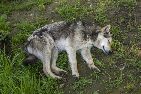 960 Sleeping Wolf Stock Photos - Free & Royalty-Free Stock Photos from ...