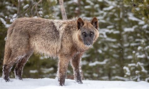 yellowstone wolves – Explore Big Sky