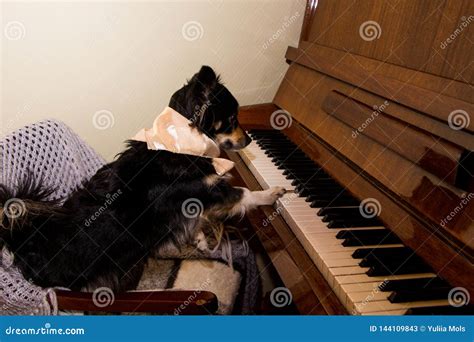 Cute Funny Dog Playing the Piano Stock Image - Image of closeup, border ...