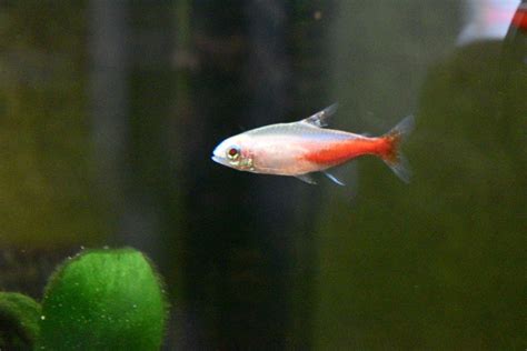 Neon tetra type - General Discussion - C.A.R.E.