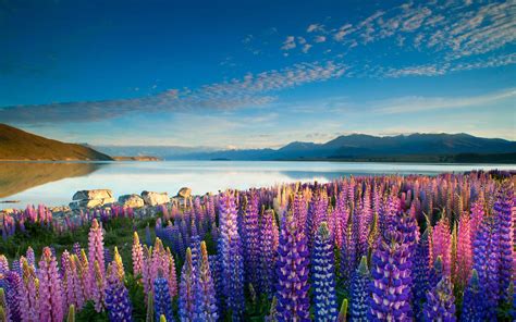 Colorful Flowers Lupins Lake Tekapo Mountains Sky With Cloud Desktop Hd ...