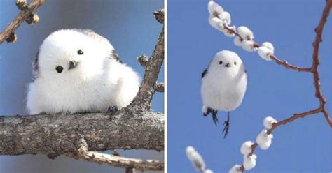 The Shima Enaga, a Japanese bird who looks like a ball of cotton. : r ...