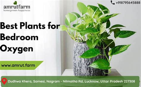 Best Plants for Bedroom Oxygen - Digiarpita - Medium