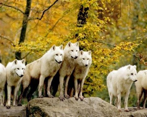 Pack of white wolves - Wander Lord